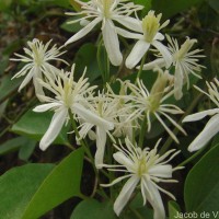 Clematis terniflora DC.